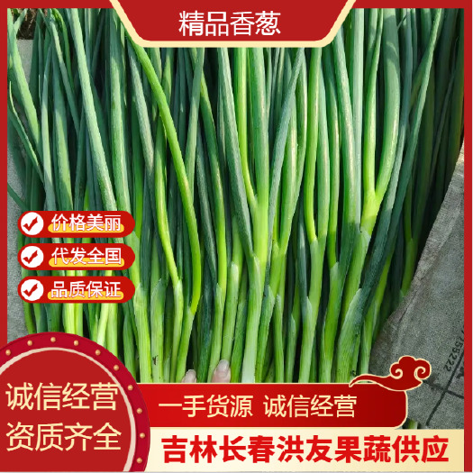 公主岭市吉林精品香葱 品质优 价格美丽 产地直发