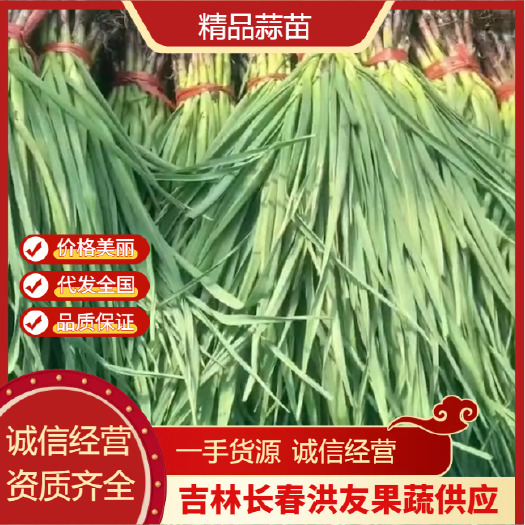 吉林精品蒜苗 一点红青蒜苗 产地直发