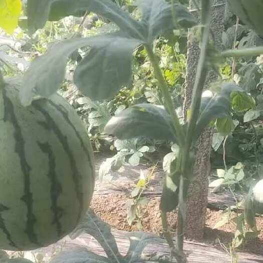 保定吊西瓜新鲜采摘产地直发