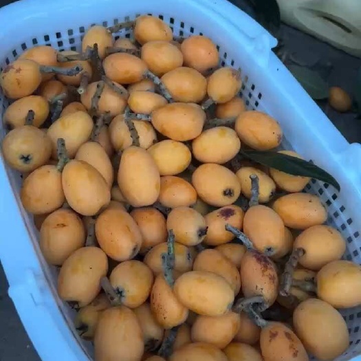浙江丽水太平白枇杷