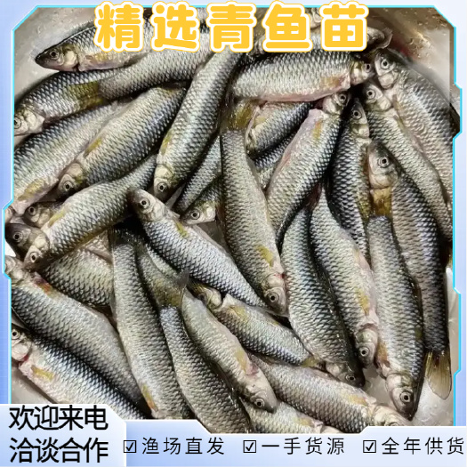 洪湖市精选青鱼苗青鱼苗  大规格草青鱼 渔场直发常年发货