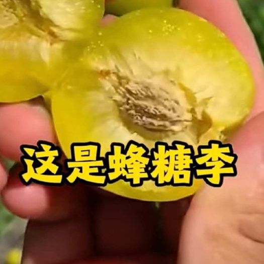 镇宁县贵州安顺镇宁蜂糖李新鲜采摘当季李子果实饱满甜爽可口