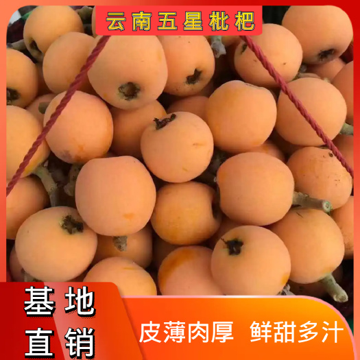 云南大五星枇杷肉厚汁多新鲜采摘产地直发