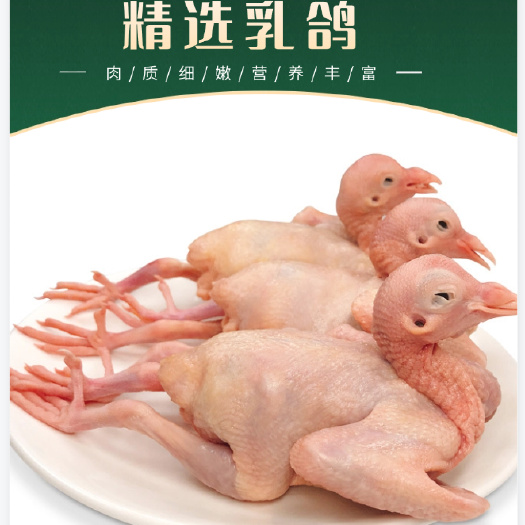 精选乳鸽广东乳鸽5-9两现杀新鲜妙龄鸽粤菜茶餐厅规格齐全