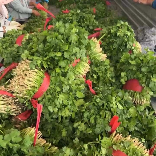 闻喜县代办各种蔬菜