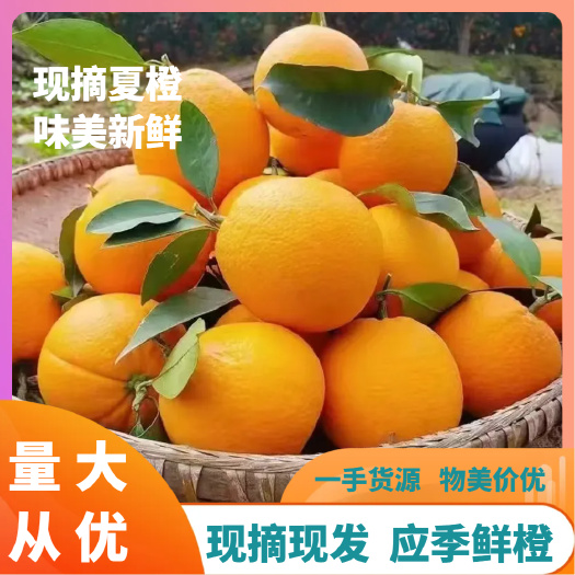 秭归县夏橙产地直供一手货源 品质保障