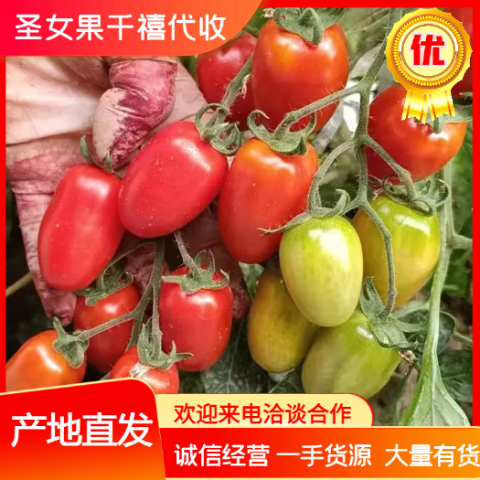 圣女果长果 大量上市，支持外贸，电商，市场的老板需求欢迎下单