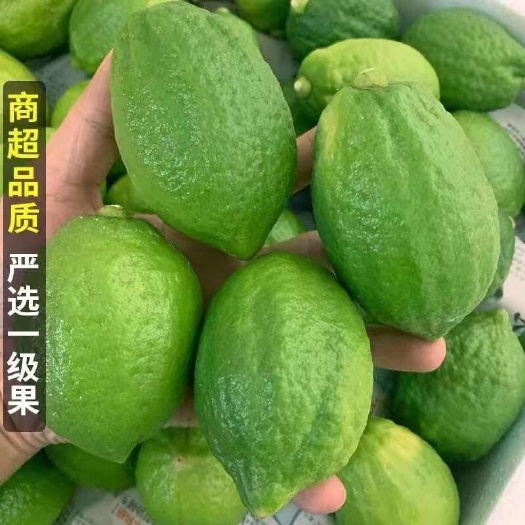 桂平市【大量批发】广东无籽香水柠檬园区直发全国