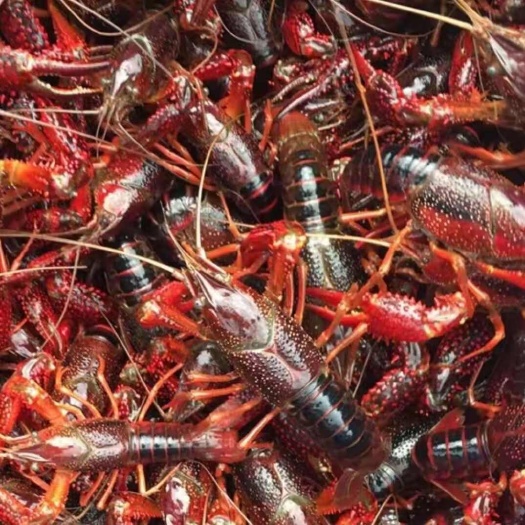 湖北洪湖市精品小龙虾，大中小规格齐全，产地直销