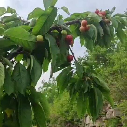 沂源县车厘子/樱桃