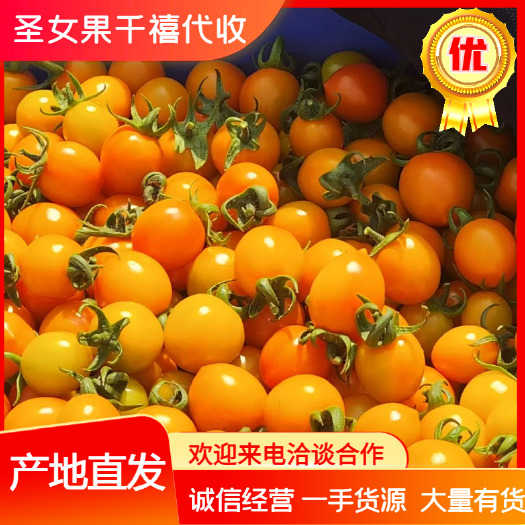 滑县黄圣女果 精品果 产地直销 万亩基地