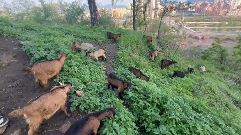 出售放羊纯种奶羊 鹿羊 羊羔