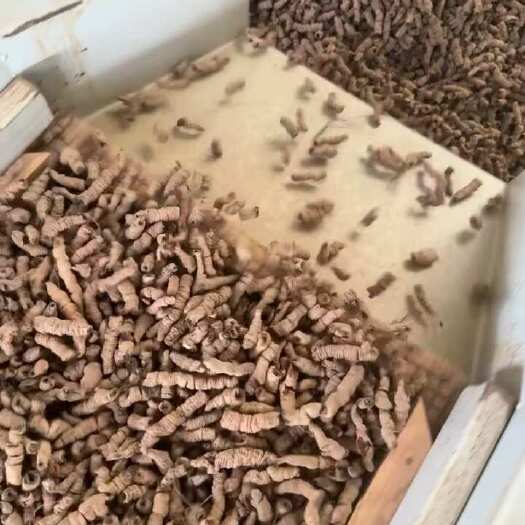 郁南县产地直销，一手货源。出售巴戟天，需要联系~