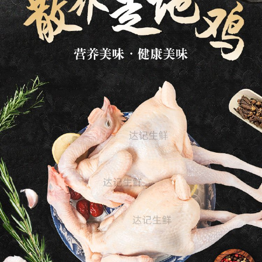 清远走地麻鸡 土鸡散养青脚麻自家养殖，基地直供，支持现场看货