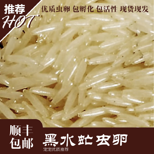 兴安县黑水虻虫卵,凤凰虫虫卵,黑水虻粉