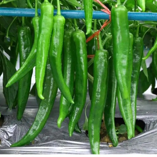 普定县直发新鲜辣椒茄果类蔬菜优质批发供应