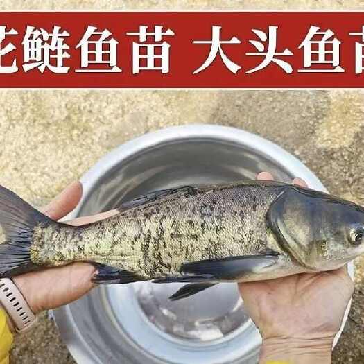 宜良县实力商家优质大头鱼苗 品质很好 自养自销，量大包运输！