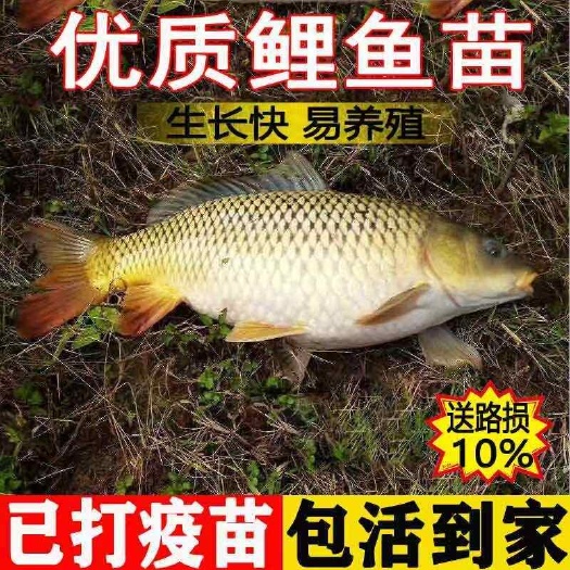 宜良县水库鲤鱼苗，品质保障，30多年的养殖经验，给您提供技术指导