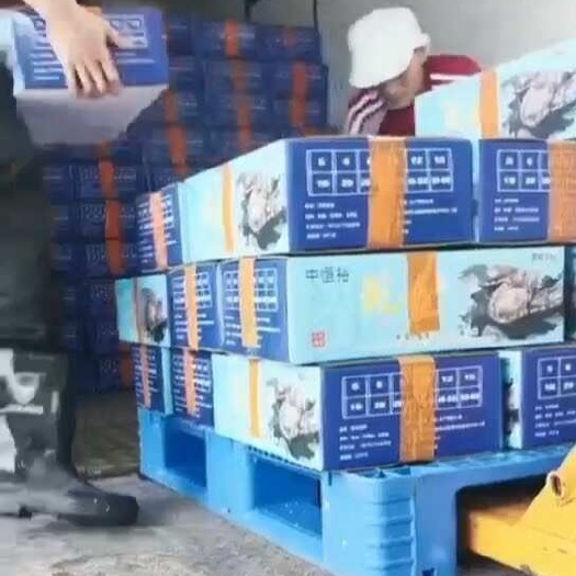 东山县活冻鲍鱼 20-25头新鲜速冻鲍鱼  鲍鱼厂家一手货源批发