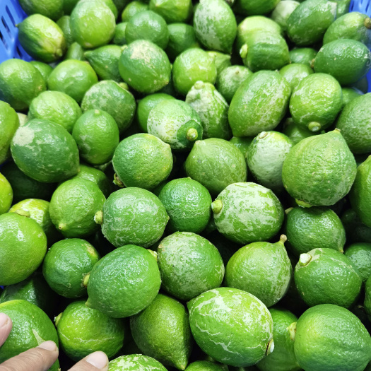 产地直发 广东香水柠檬 二级果 新鲜水果现摘现卖