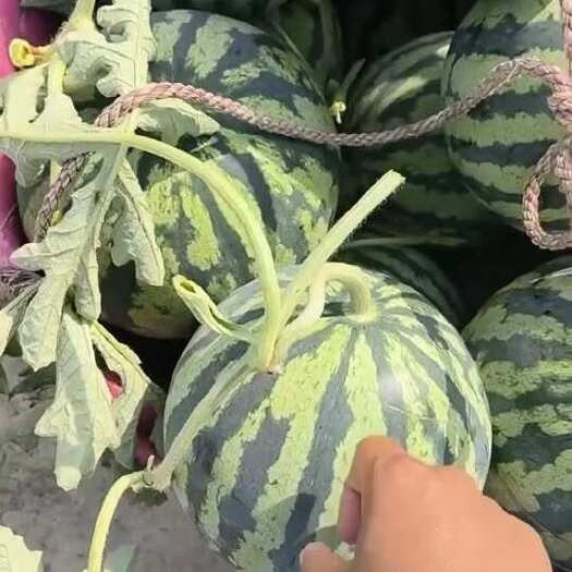 东台市产地直发，品质保证盐城高甜度无籽美都