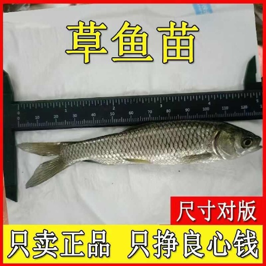 草鱼苗规格齐全，做良心生意，百万现货，层层筛选