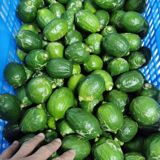 台山市产地直发 广东香水柠檬 次一级 新鲜水果现摘现卖