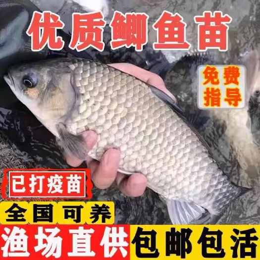 鲫鱼苗:黄金鲫鱼苗大小规格齐全,渔场直供,品质保障