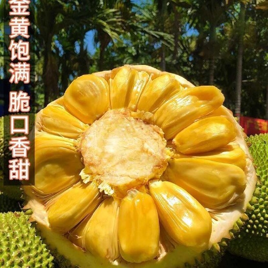 长沙【产地直发包邮】香甜可口海南波罗蜜黄肉干，新鲜水果现摘现发