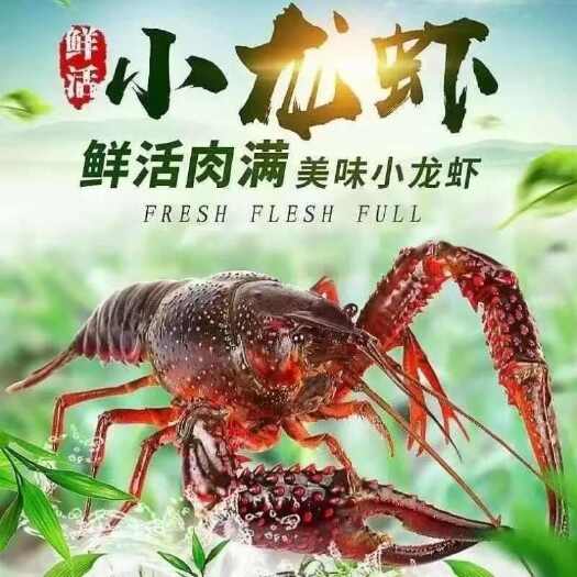 洪湖市【鱼米之乡】洪湖清水虾，全规格，精挑细选，鲜活小龙虾