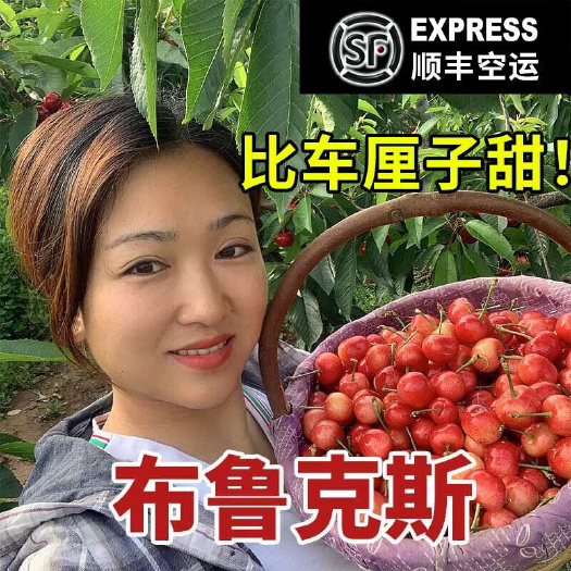 烟台山东当季露天大樱桃布鲁克斯脆甜多汁现摘现发孕妇新鲜水果包邮