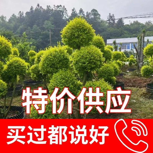 长沙女贞，造型桩景，亮晶女贞，苗圃直发，品质保证