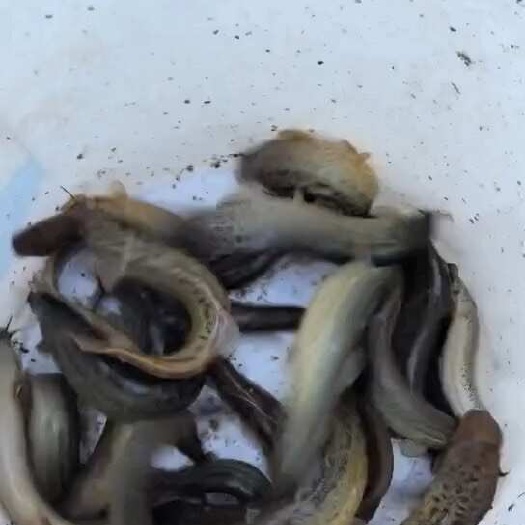 各种大小泥鳅