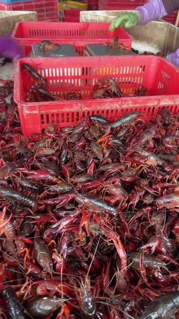 湖南清水小龙虾养殖基地直发