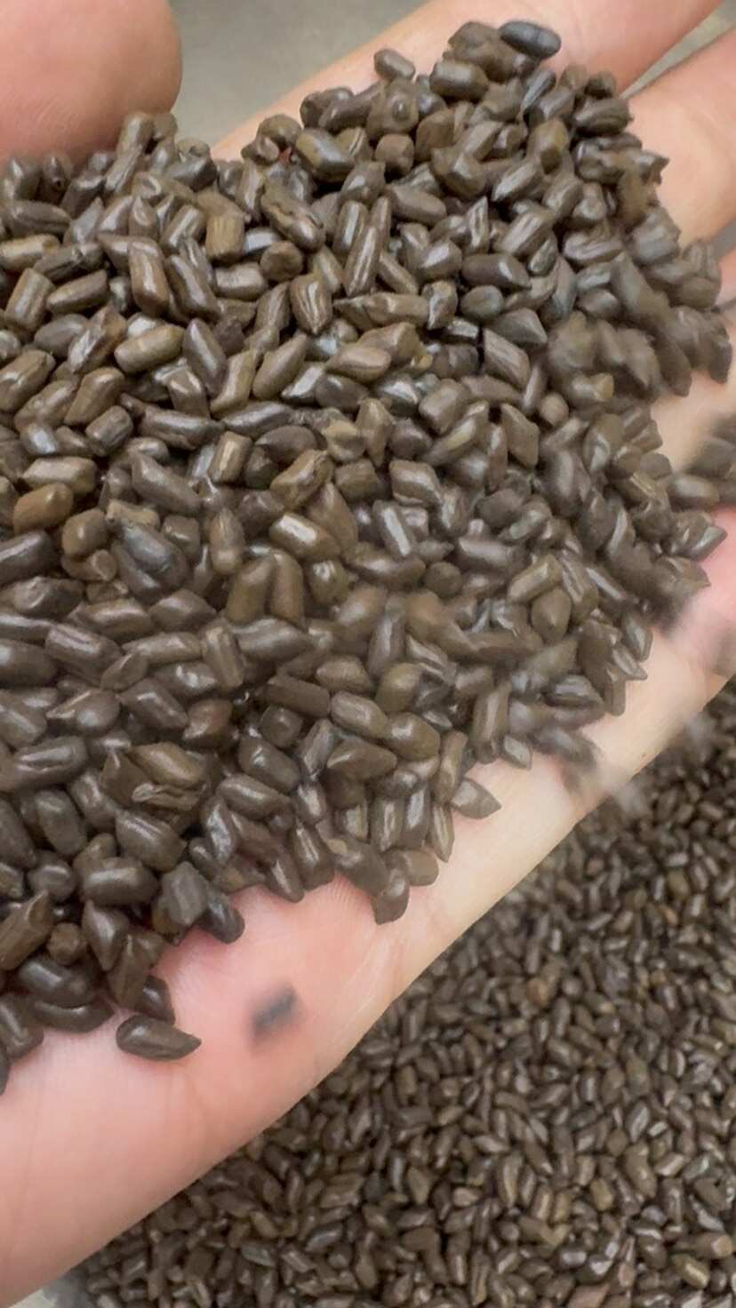 决明子熟决明子泡水用的决明子茶