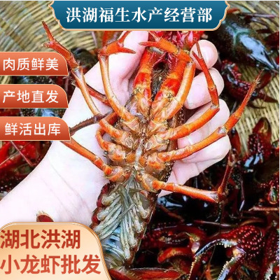 洪湖市【产地直发】湖北洪湖清水小龙虾大青中青小青大红虾