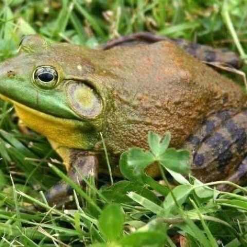 南昌鲜活牛蛙