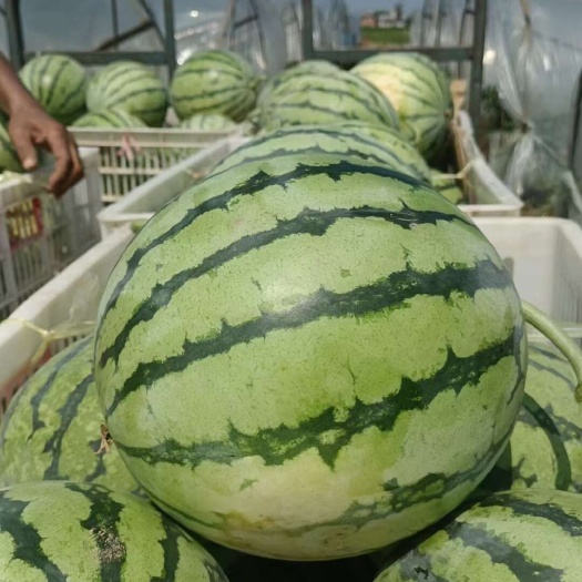 湖南岳阳供应无籽西瓜整车发货新鲜水果批发
