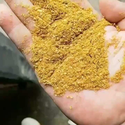 石家庄玉米酒糟（DDGS ）