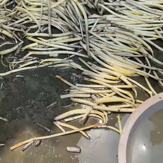 仙桃市新鲜水生菜类藕带 湖北仙桃直发货