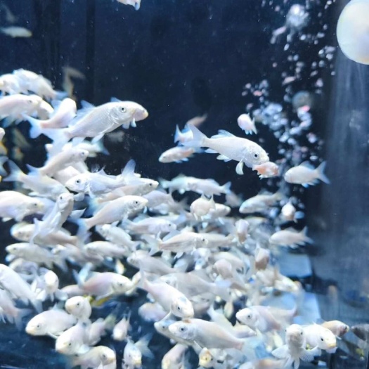 白普蝴蝶鲤3-5厘米