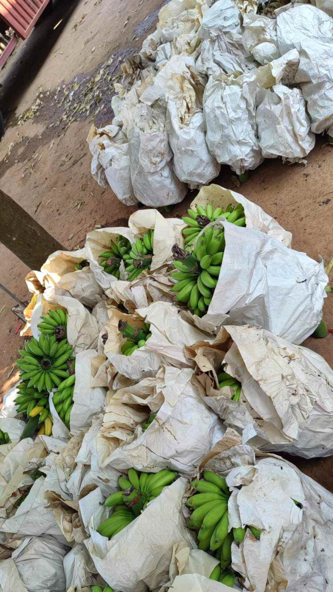 海南皇帝蕉一件代发产地直发一手货源对接各大电商平台