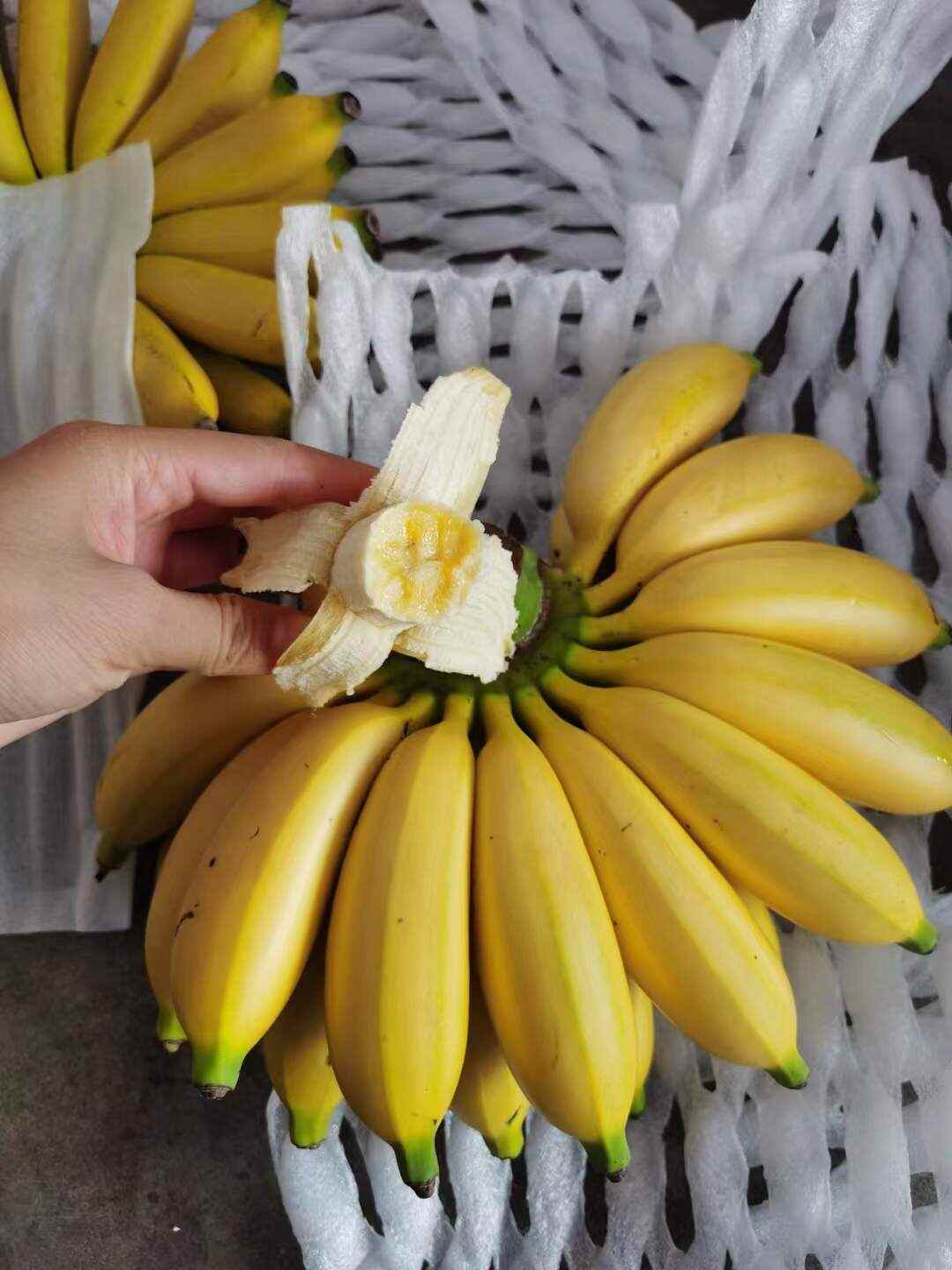 海南皇帝蕉一件代发产地直发一手货源对接各大电商平台