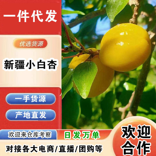 新疆小白杏一件代发产地直发一手货源对接各大电商平台