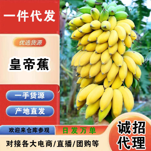 海口海南皇帝蕉一件代发产地直发一手货源对接各大电商平台
