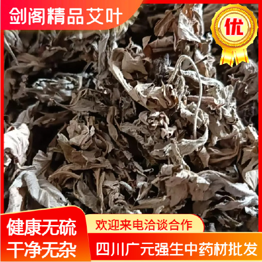 纯艾叶 农民田间地头采摘艾叶气味浓