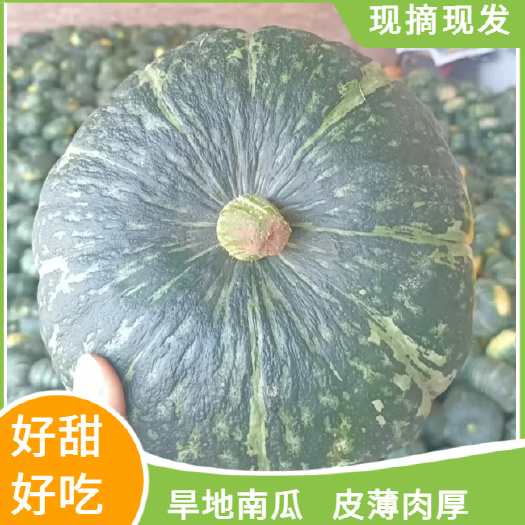 南瓜，甘肃旱地南瓜，大量上市，产区直发，全国发货