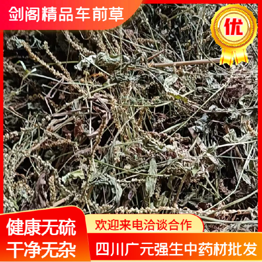 剑阁县四川广元精品车前草 产地一手货源 量大从优