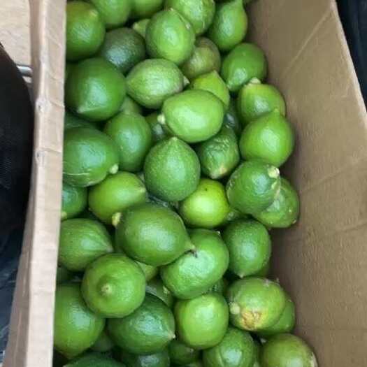 德庆县广东香水柠檬二级果新鲜现摘奶茶店商用无籽青柠檬摆摊