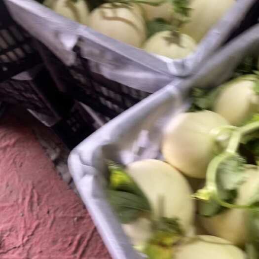 台州东方蜜甜瓜